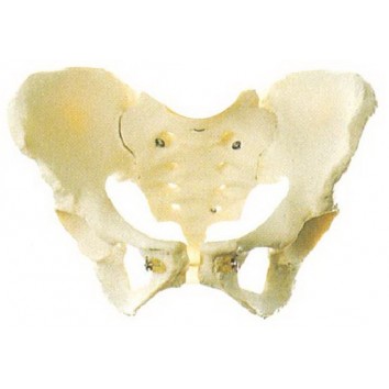 ADULT FEMALE PELVIS